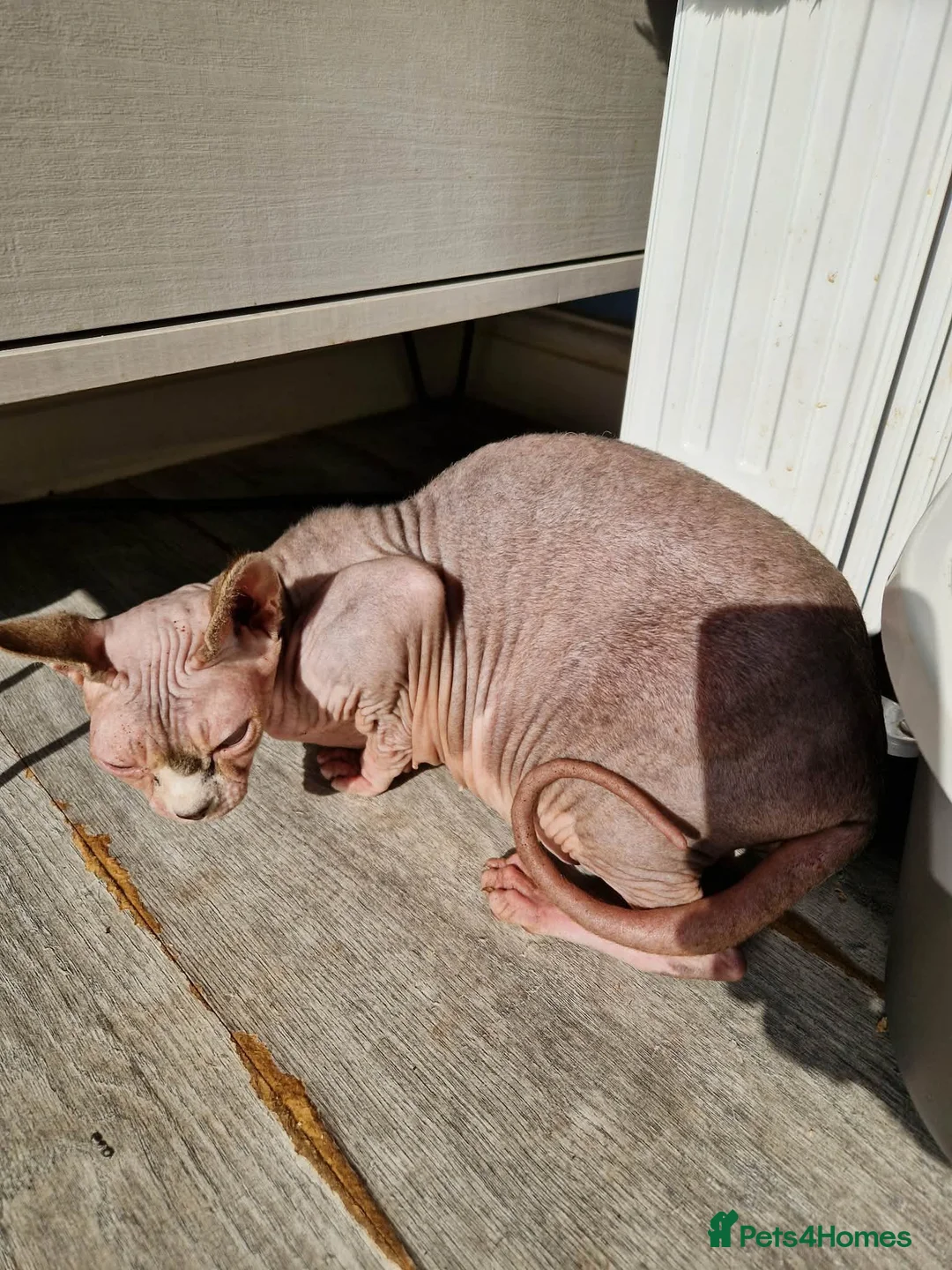Sphynx cats for sale: Sphynx lady looking for good home FREE in Blackburn - Advert 2