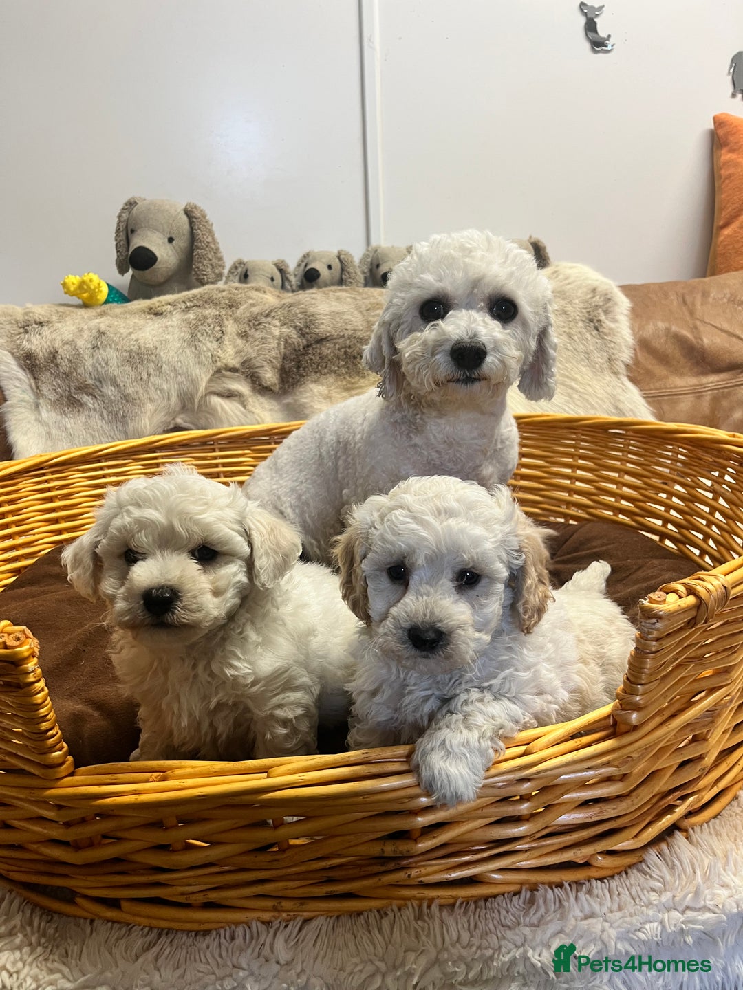 Poochon dogs for sale: Gorgeous Twin Brothers - Advert 4