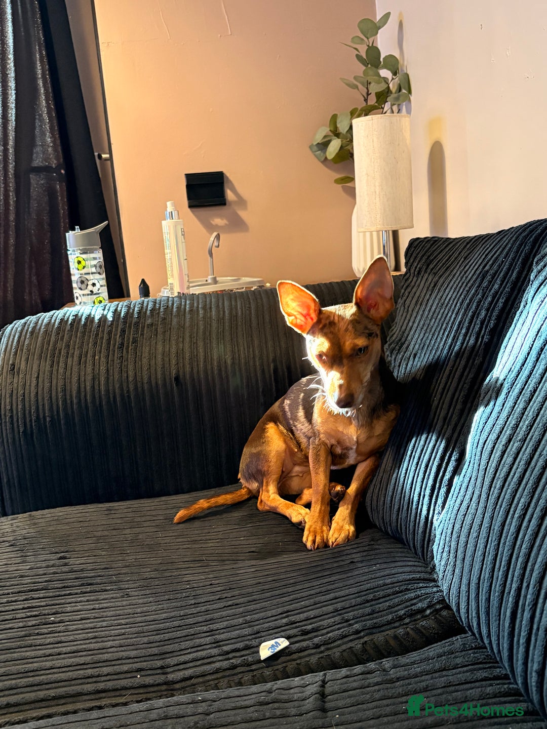 Jack Russell dogs for sale: Jack russel terrier  - Advert 2