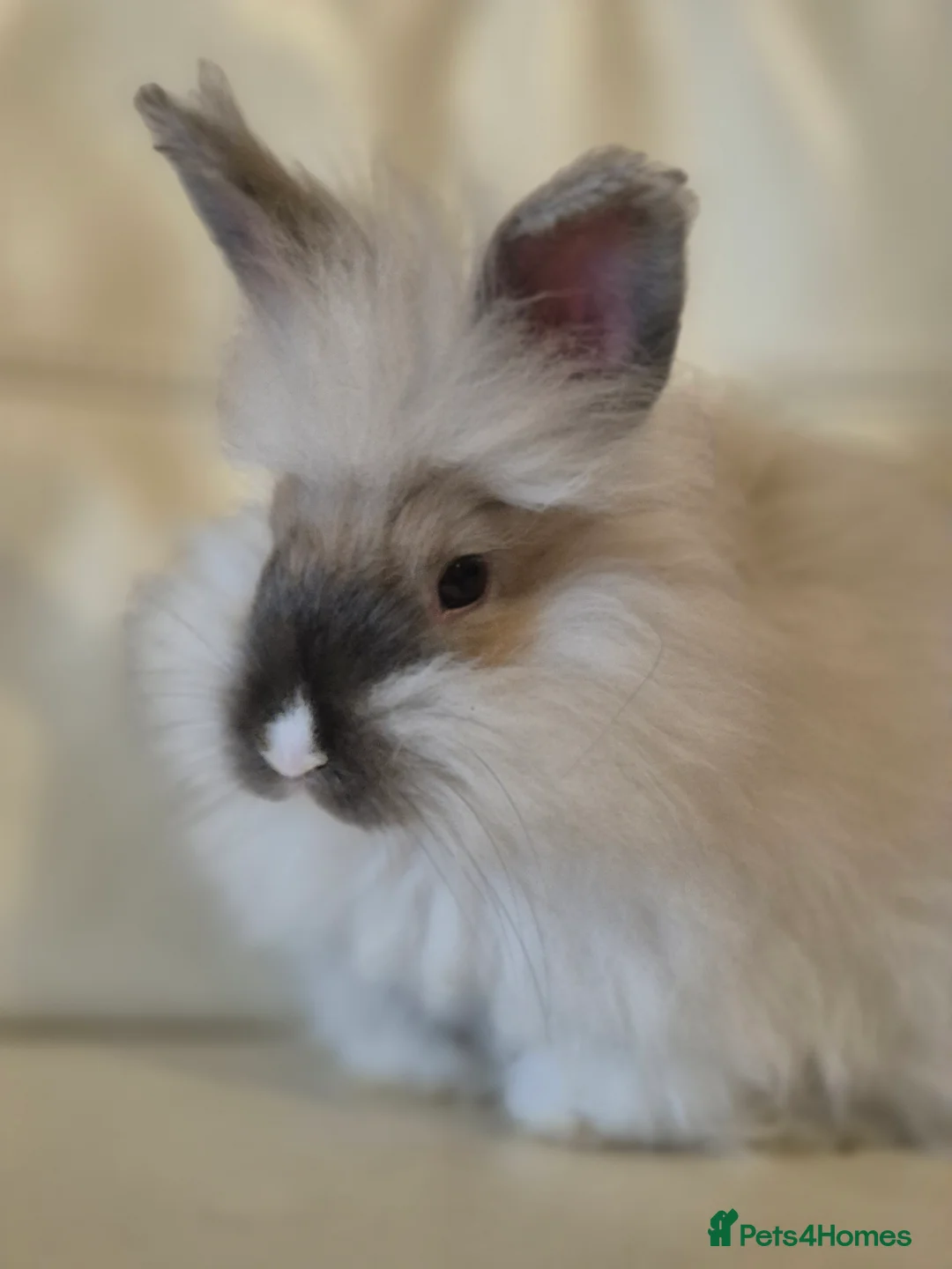 Angora rabbits for sale: Handsome Angora Male - Advert 2