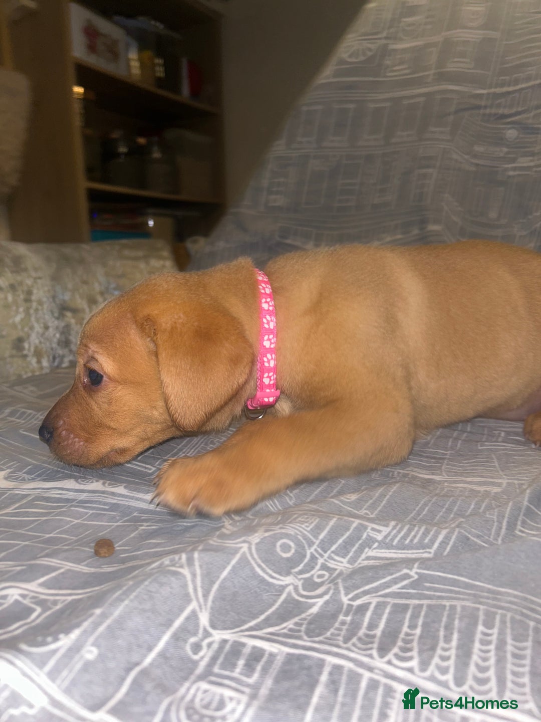 Labrador Retriever dogs for sale: 8 Labrador puppies for sale 🤍 - Advert 10