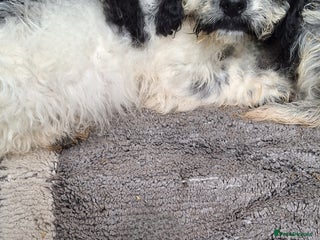 Poochon dogs 2 female poochon girls - Advert 13