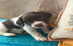 English Springer Spaniel dogs for sale: Springer Spaniel - Image 7