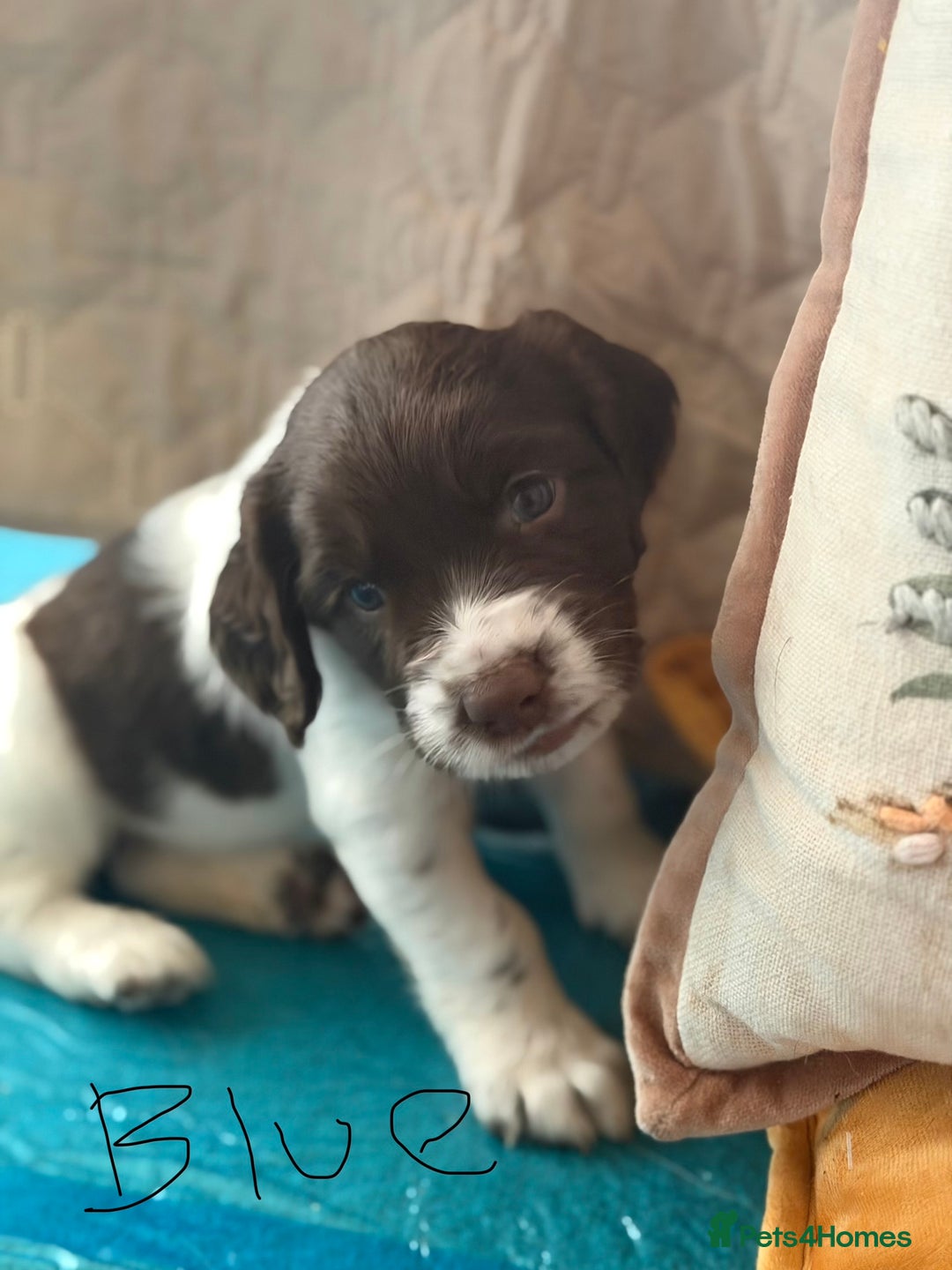 English Springer Spaniel dogs for sale: Springer Spaniel - Image 7