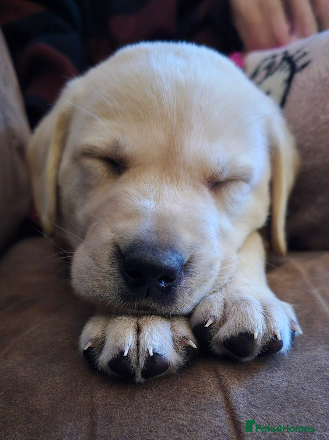 Labrador Retriever dogs for sale: 🐾 Labrador Puppies – Ready Early January 🐾 - Advert 3