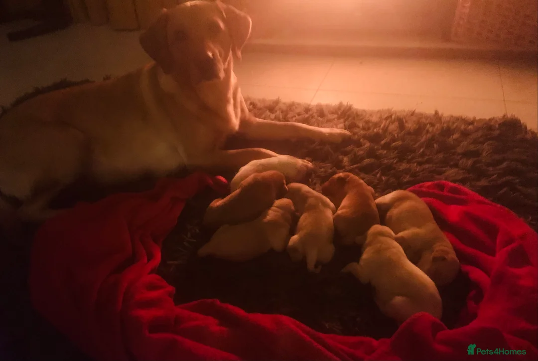 Labrador Retriever dogs for sale: Adorable Labrador/Retriever puppies. - Advert 8