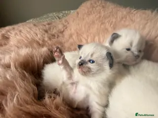 Ragdoll cats Stunning ragdoll babies! 😻😽 - Advert 1