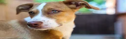 Mixed Breed dogs for adoption: Loyal by name - Loyal in nature - Advert 32