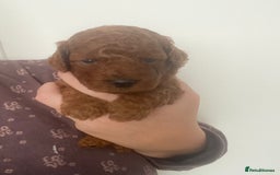 Cavapoochon dogs for sale: Cavapoochons!!🐶 ONLY ONE BOY LEFT!!  - Image 10
