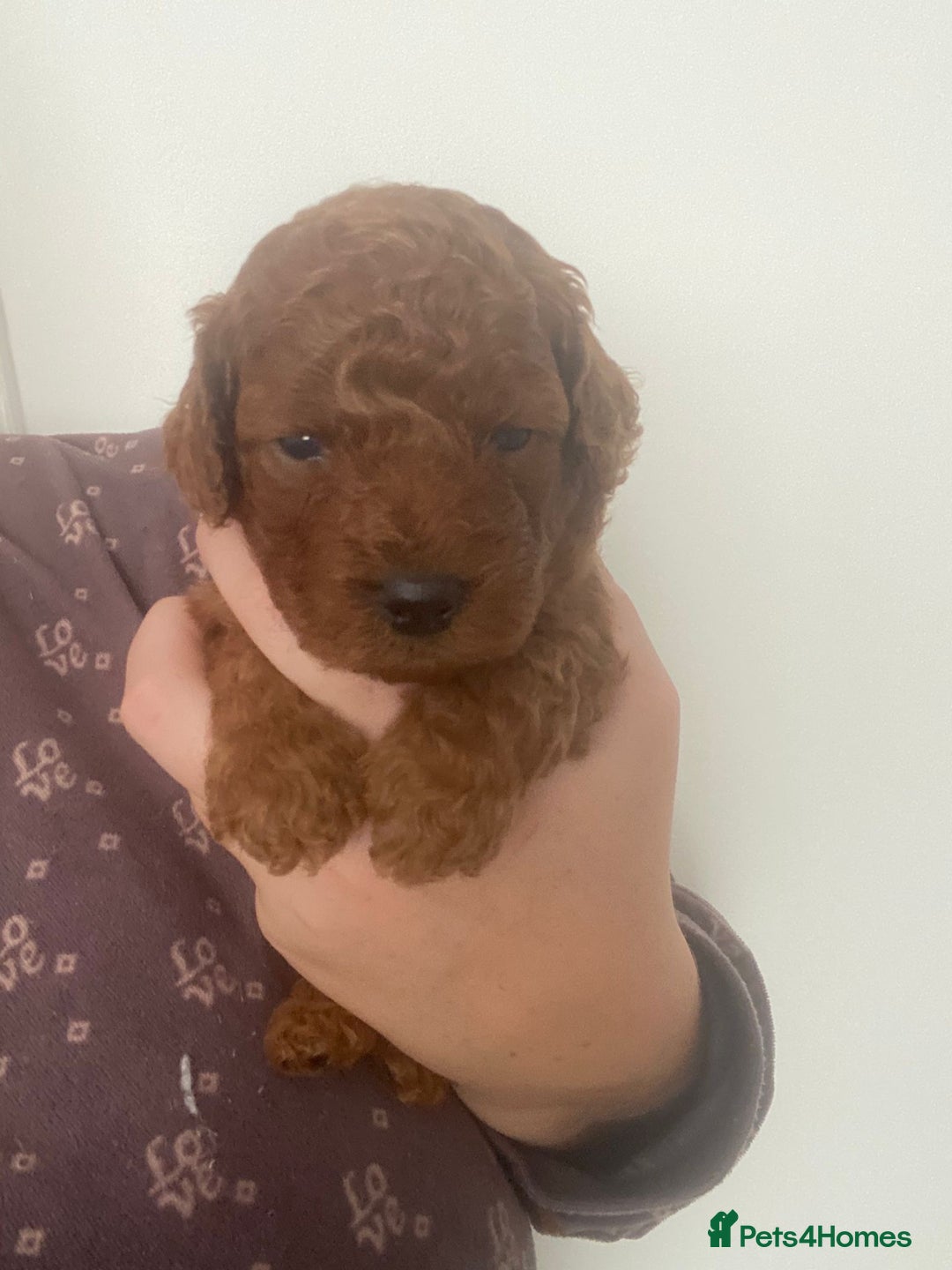 Cavapoochon dogs for sale: Cavapoochons!!🐶 ONLY ONE BOY LEFT!!  - Image 10