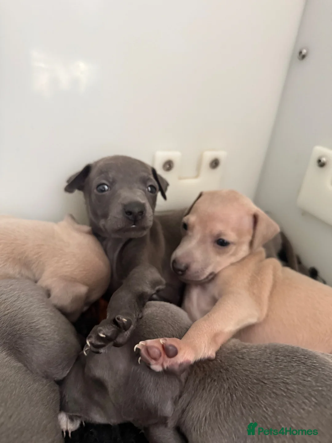 Italian Greyhound dogs for sale: KC reg Italian greyhounds - Advert 1