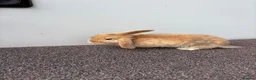 Mini Lop rabbits for sale: Mini Lop Kits - £80 - Four Marks, Alton - Advert 5