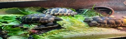 Tortoise reptiles for sale: 4” tortoise 3 x Mediterranean  + 1 x Hermanns  - Advert 2