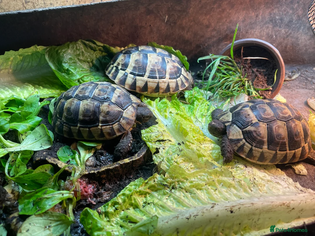 Tortoise reptiles for sale: 4” tortoise 3 x Mediterranean  + 1 x Hermanns  - Advert 2