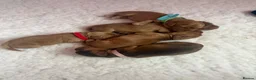 Cocker Spaniel dogs for sale: 1 Girl left 🩷 KC Reg Show Cocker Spaniel Puppies  - Advert 13