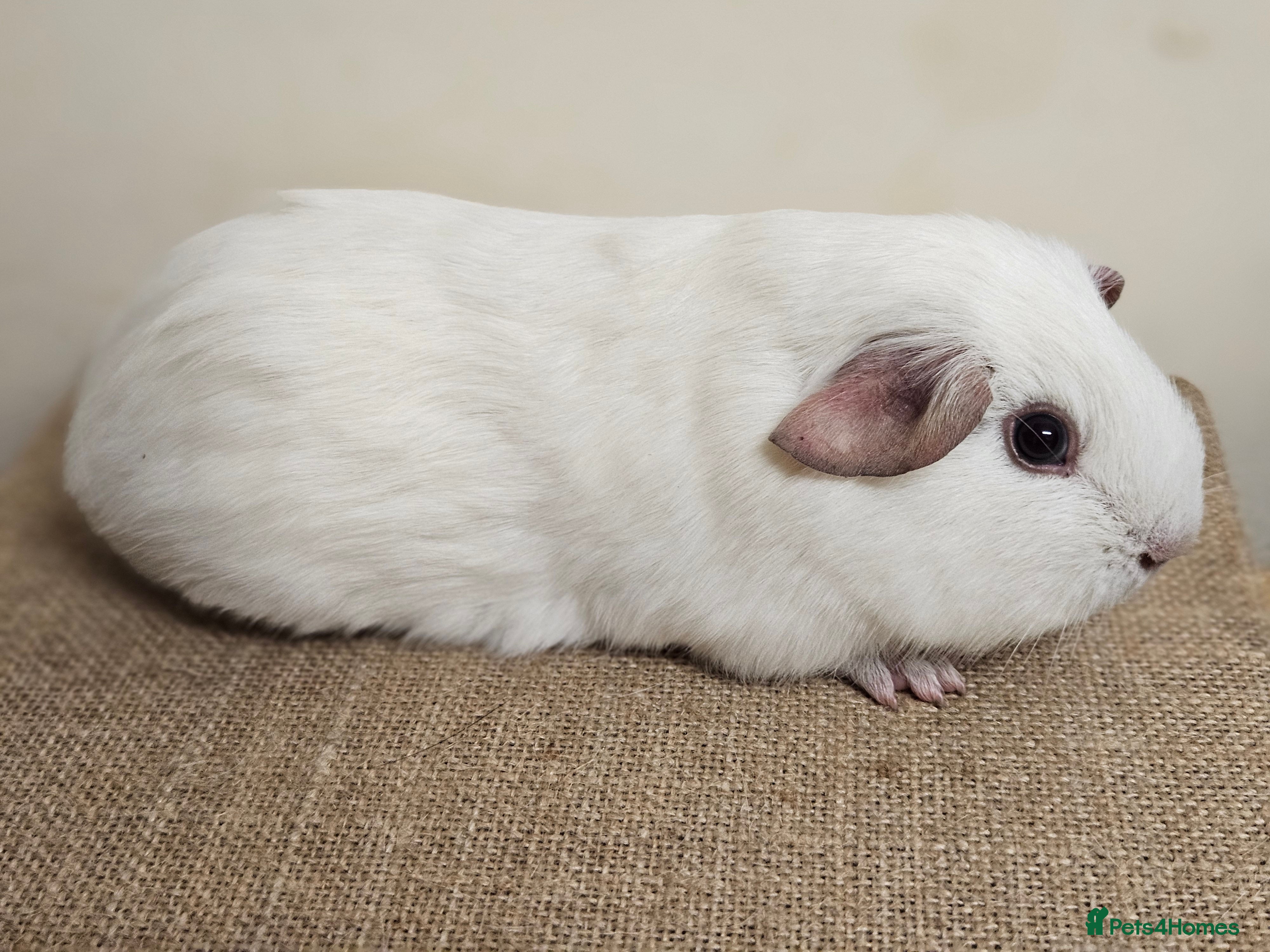 Guinea Pig rodents Single baby boys for bonding with an solo adult - Advert 12