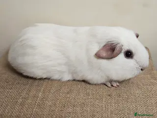 Guinea Pig rodents Single baby boys for bonding with an solo adult - Advert 12