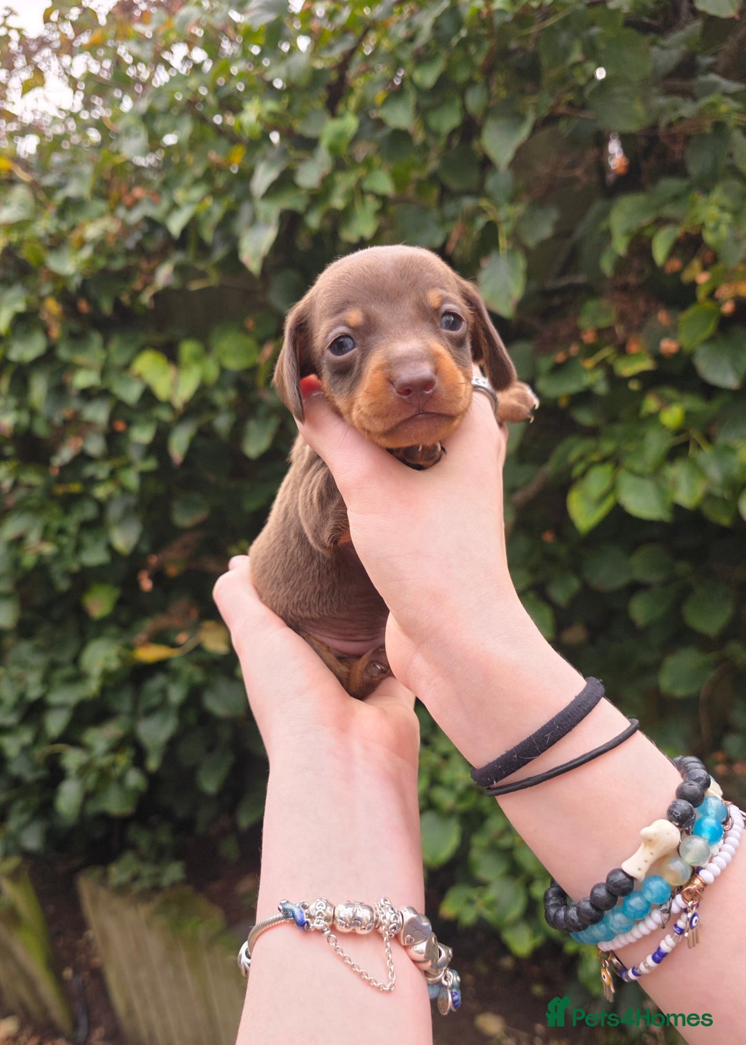 Miniature Dachshund dogs for sale: Beautiful KC registered miniature dachshund babies - Image 13