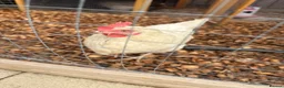 Chickens poultry for sale: Chicken set up, hens and coop/house  - Advert 2