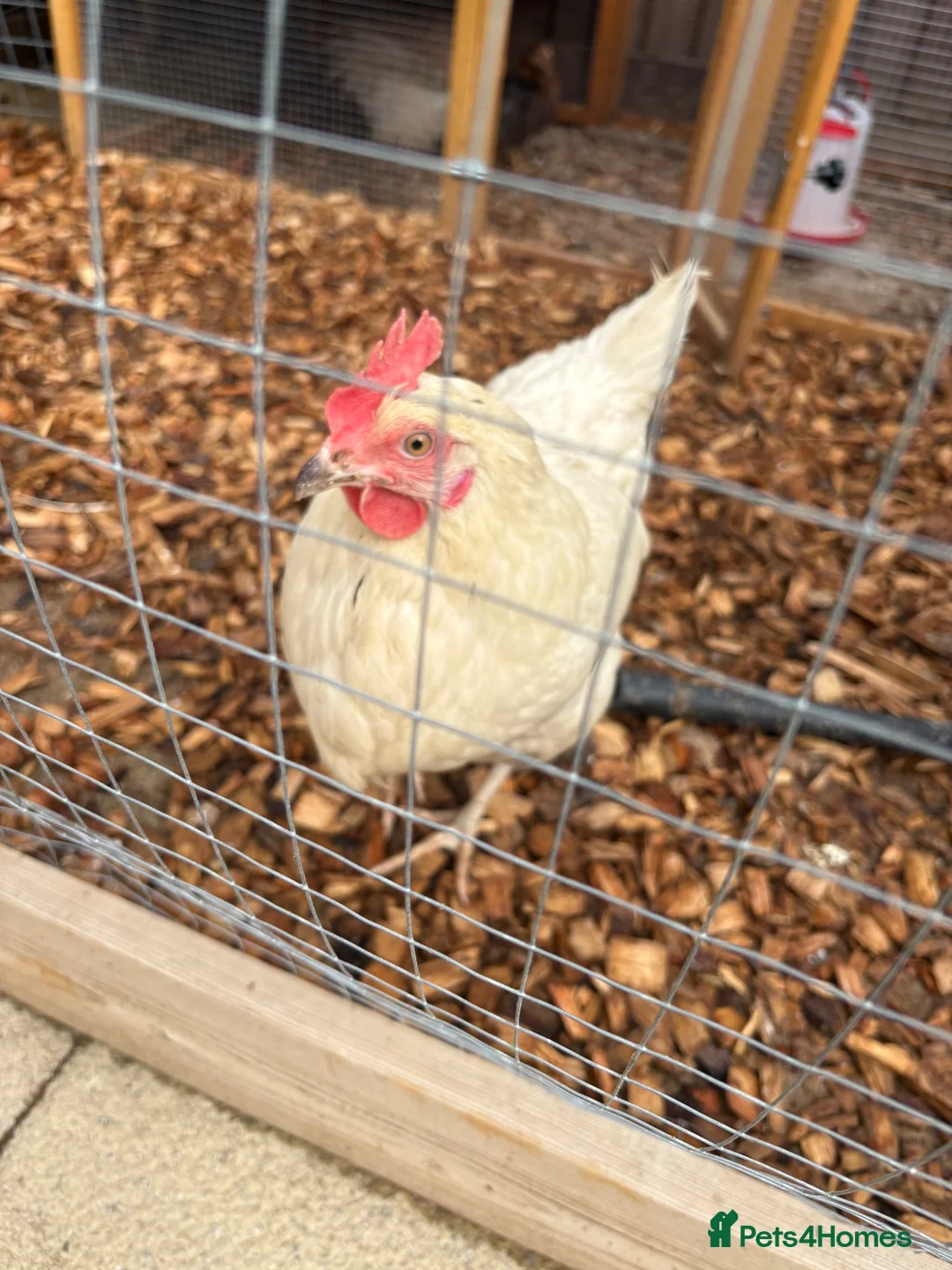 Chickens poultry for sale: Chicken set up, hens and coop/house  - Advert 2