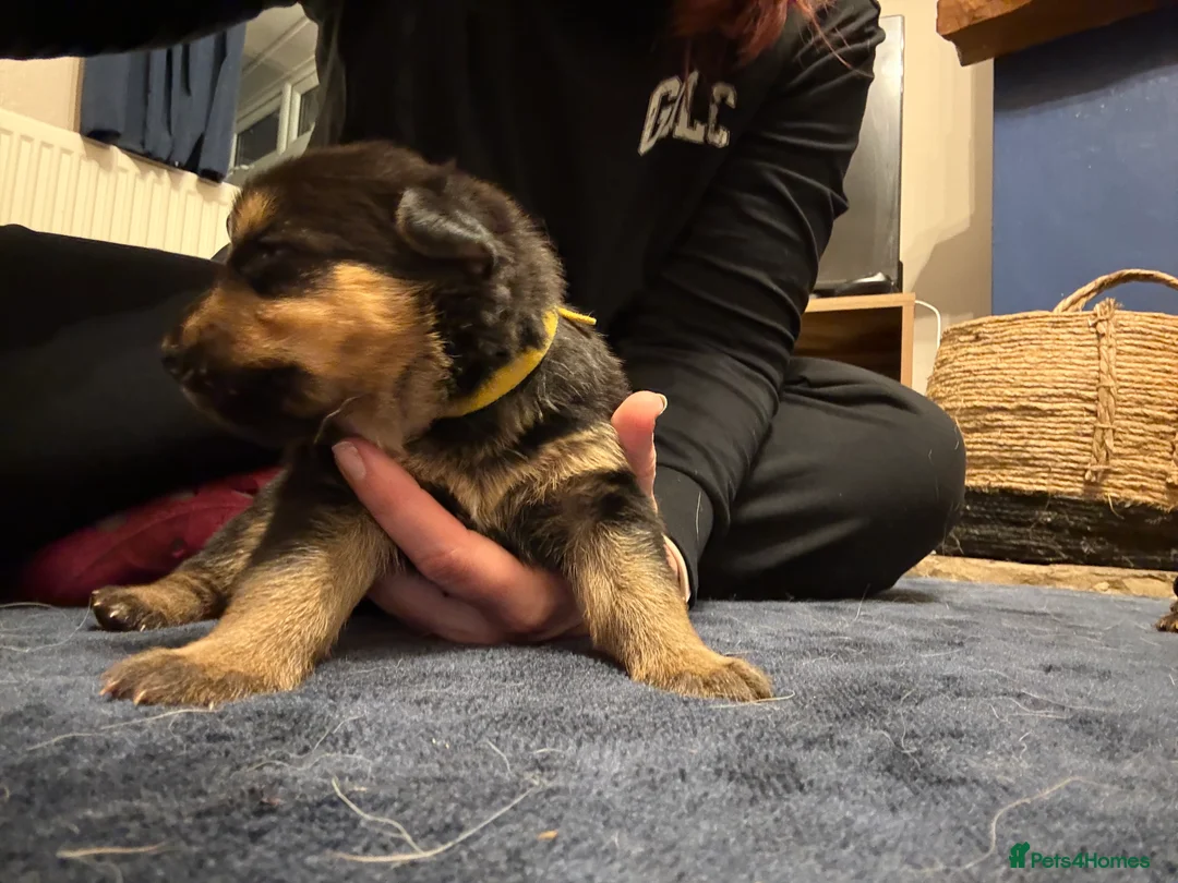 Mixed Breed dogs for sale: Shepweiler Puppies (GSD x Rottie) - Advert 22