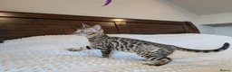 Bengal cats for sale: 🖤🩶🤍 BEAUTIFUL BENGAL KITTENS 🤍🩶🖤 - Advert 4