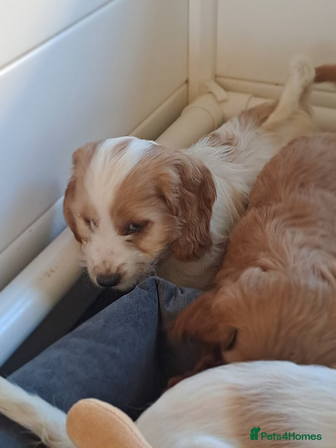 Cockapoo dogs for sale: Cockapoo puppies - Image 5