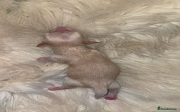 Chiweenie dogs for sale: Gorgeous Mini Dachshund X Puppies🐾 - Image 10