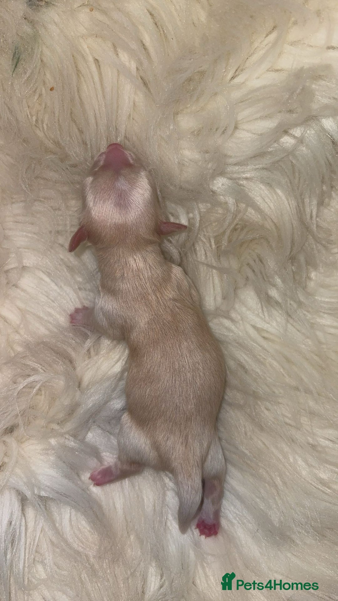 Chiweenie dogs for sale: Gorgeous Mini Dachshund X Puppies🐾 - Image 10