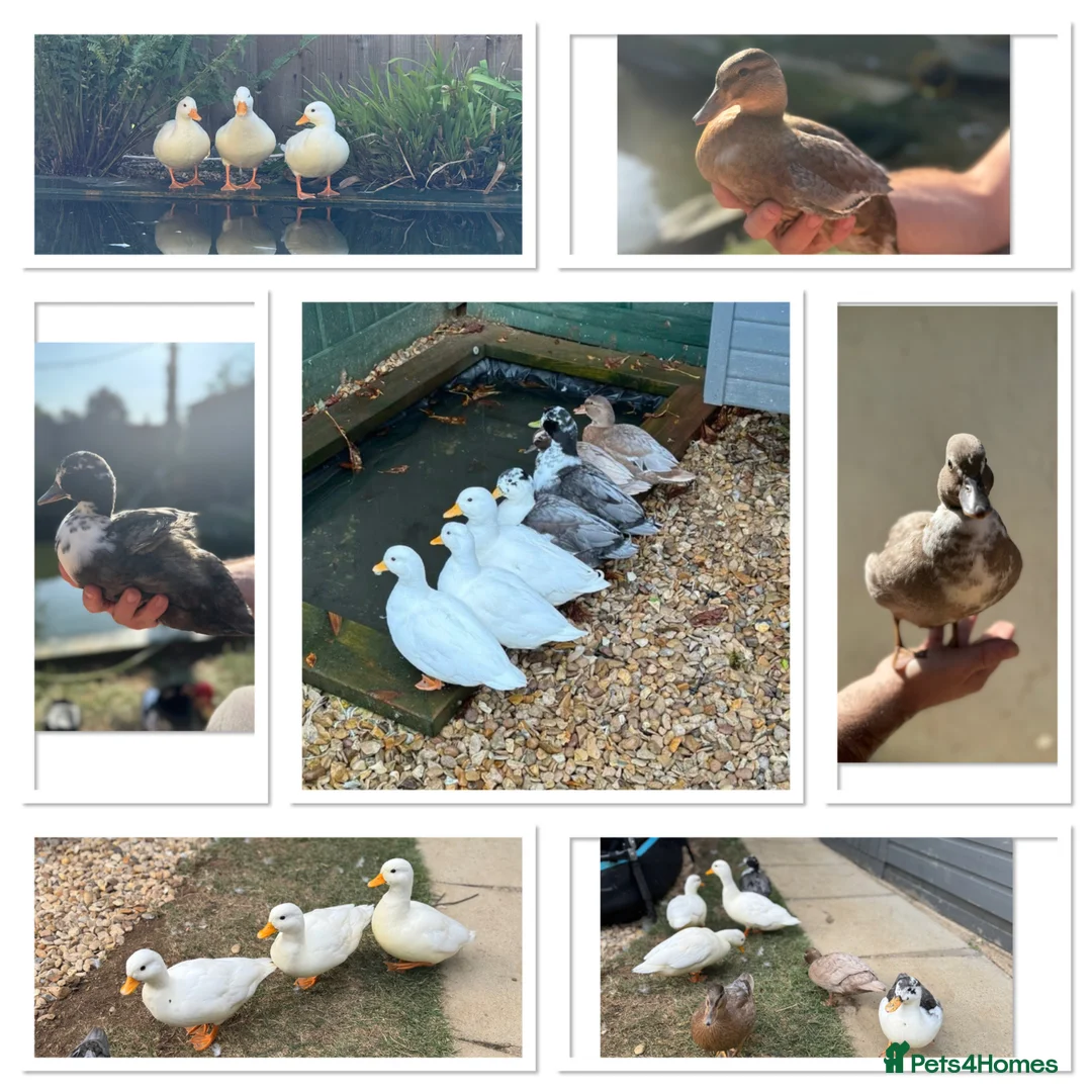 Ducks poultry for sale: Call Ducklings - Advert 3