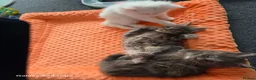 Maine Coon cats for sale: Kittens - Advert 8