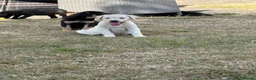 Labrador Retriever dogs for sale: Beautiful Labrador puppies  - Advert 8