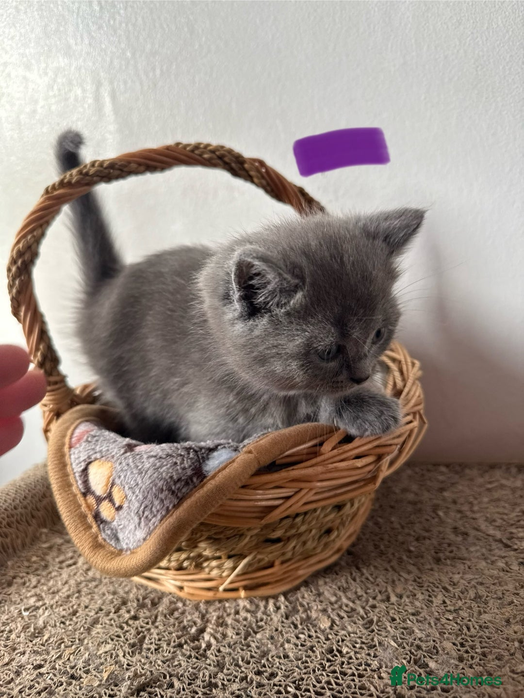 British Shorthair cats for sale: Bsh ragdoll kittens  - Advert 11