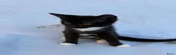 Mixed Breed cats for sale: Cute Kittens - Advert 9