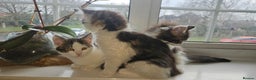 Maine Coon cats for sale: Beautiful Female Mixed Maine Coon kittens - Advert 22