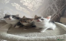 British Shorthair cats for sale: 2 beautiful female kittens for sale - Image 3