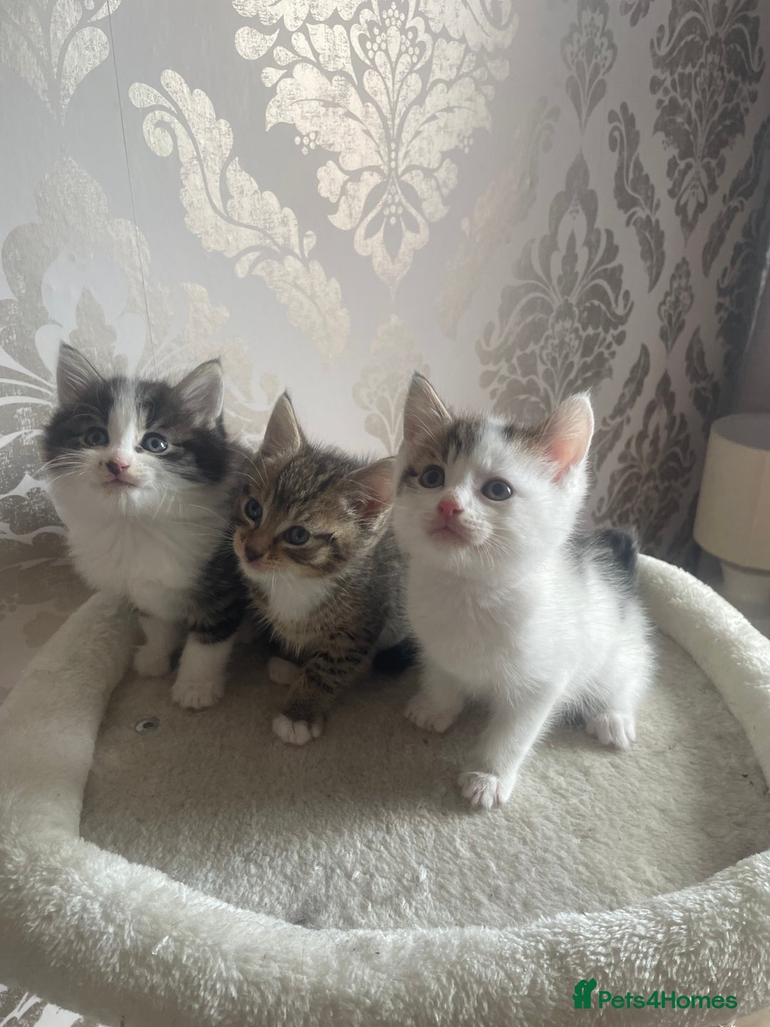 British Shorthair cats for sale: 2 beautiful female kittens for sale - Image 3
