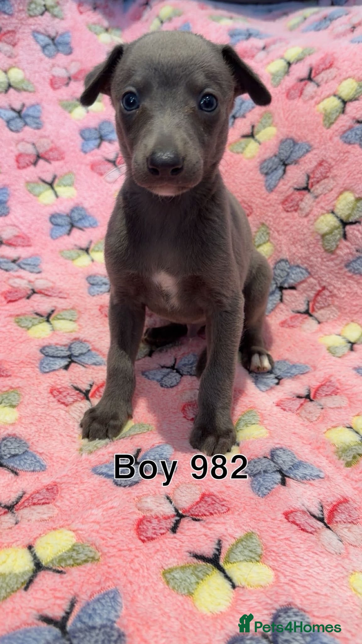 Whippet dogs Stunning kc reg blue whippet pups  - Advert 1