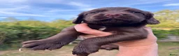 Sprocker dogs for sale: Sprocker Spaniel Puppies  - Advert 8