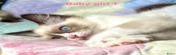 Ragdoll cats for sale: Socialised Baby Ragdoll Kittens ready now  - Advert 18