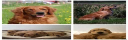 Golden Retriever dogs for sale: Fully Health Tested - KC Reg Golden Retrievers - Advert 1