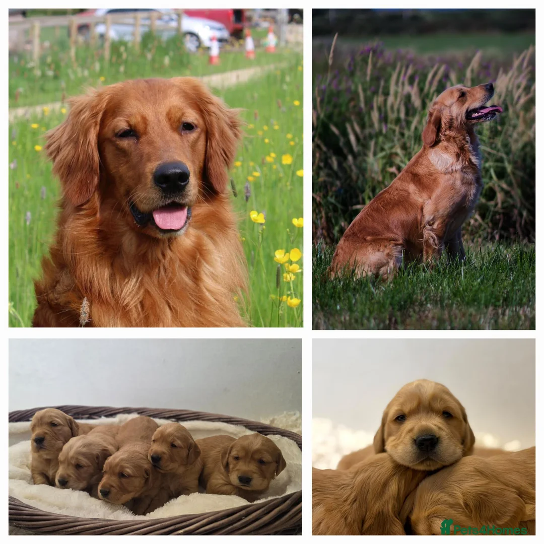 Golden Retriever dogs for sale: Fully Health Tested - KC Reg Golden Retrievers - Advert 1
