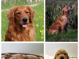 Golden Retriever dogs Fully Health Tested - KC Reg Golden Retrievers - Advert 2