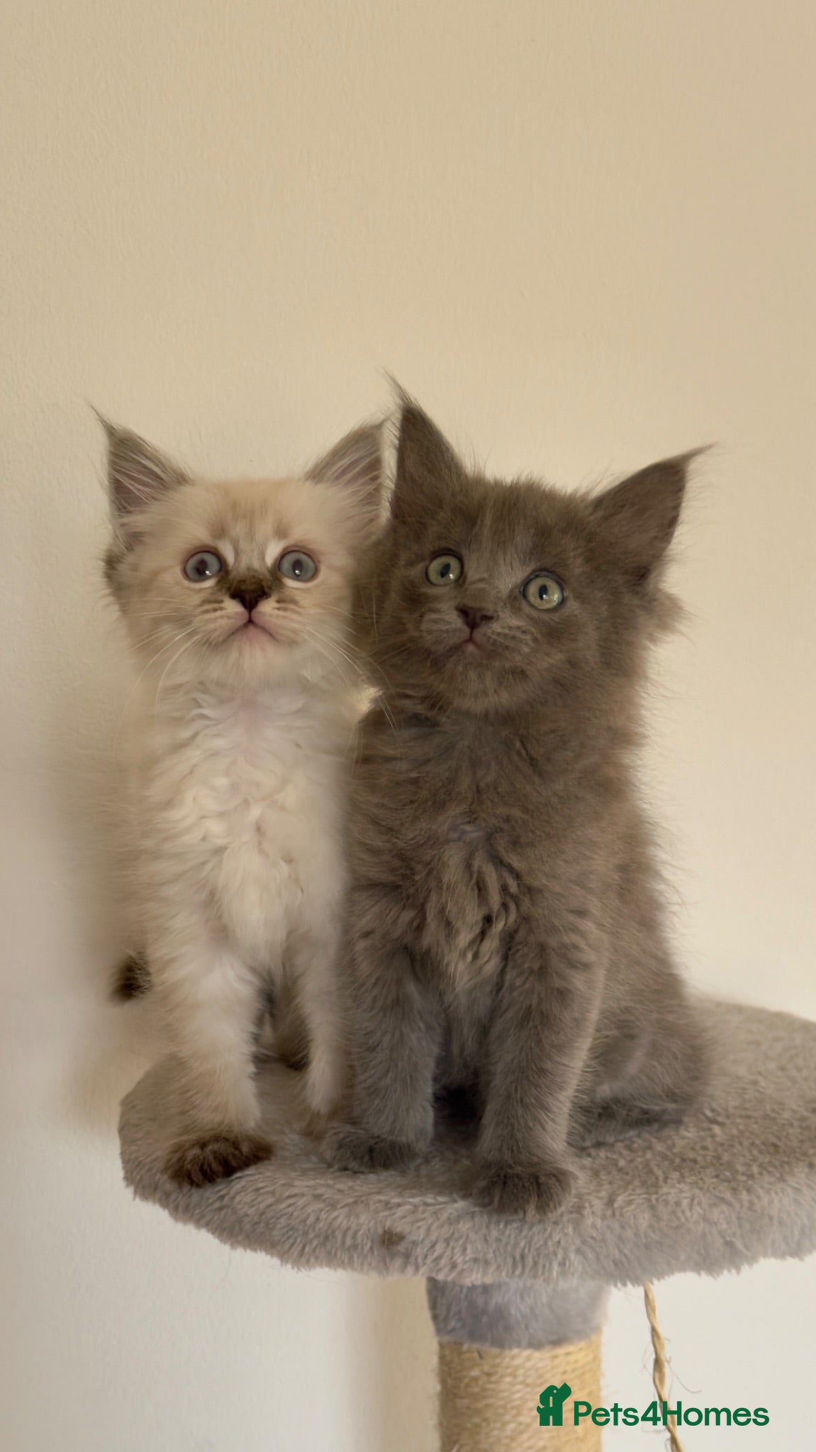 Mixed Breed cats Maine coon x ragdoll kittens - READY this weekend  - Advert 3