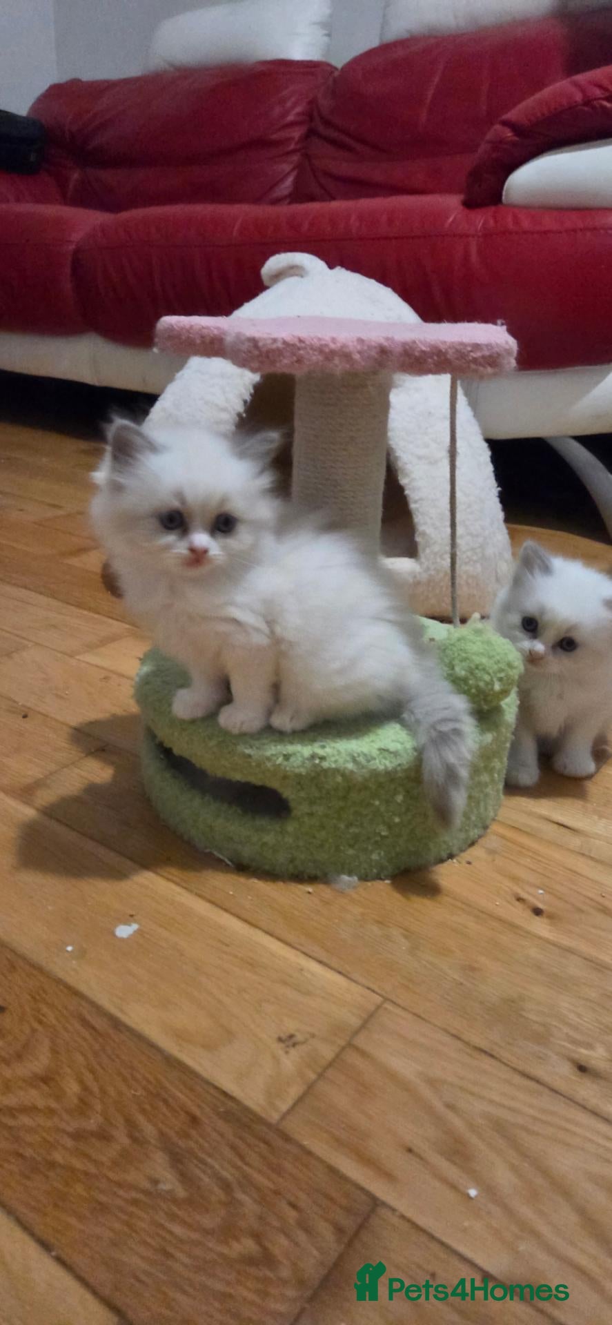 Mixed Breed cats Beautiful Ragdoll cross kittens  - Advert 2