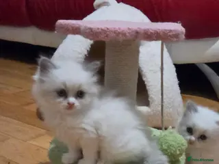 Mixed Breed cats Beautiful Ragdoll cross kittens - Advert 2