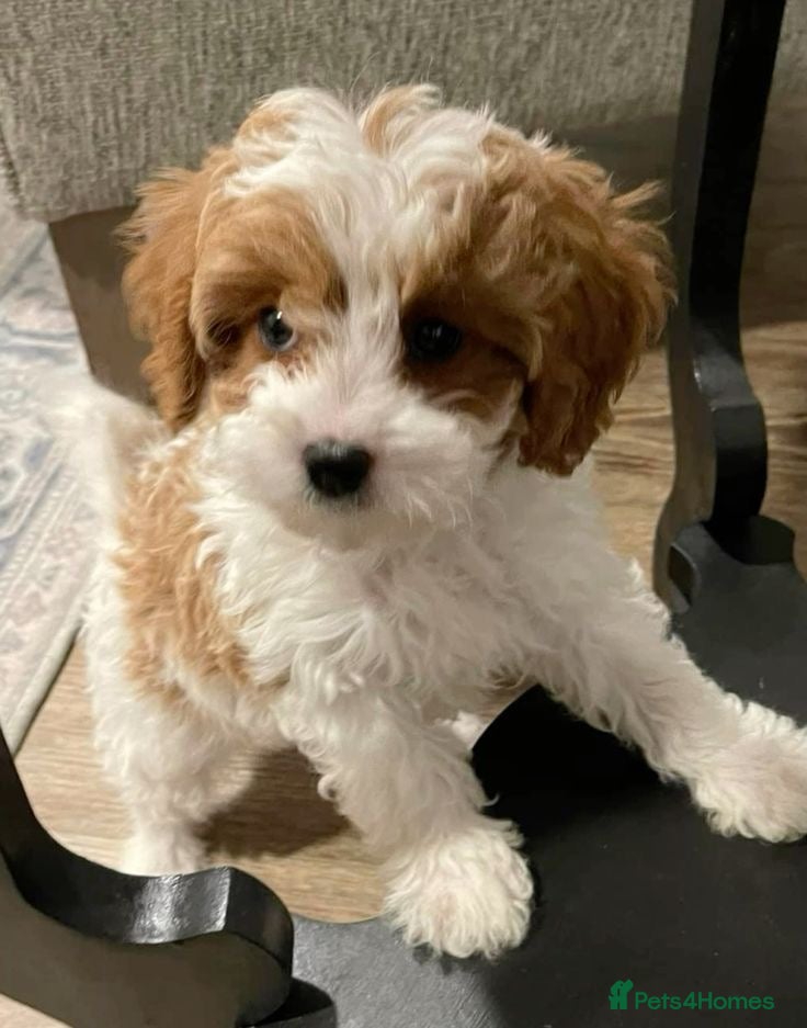 Cavapoo dogs Quick sale 1 girl Cavapoo puppiy (toy poodle) - Advert 2