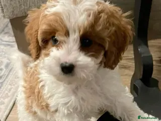 Cavapoo dogs Quick sale 1 girl Cavapoo puppiy (toy poodle) - Advert 2