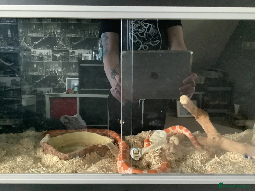 Corn Snake reptiles for sale: Female corn snake  in Milton Keynes - Advert 5