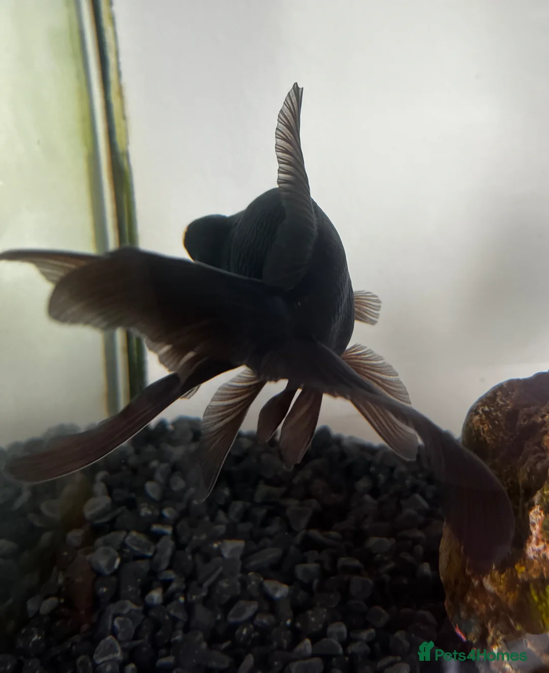 Goldfish fish for sale: Goldfish in Worksop - Advert 2